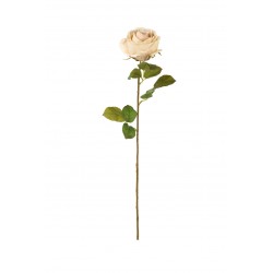 Cream Rose with Leaves -...