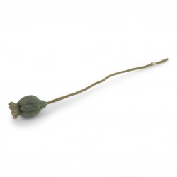 Poppy Seed Head - Gry & Sif